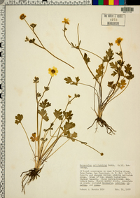 Ranunculus californicus image