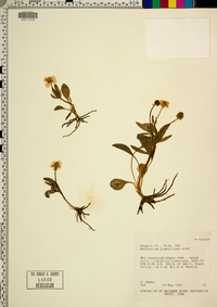 Ranunculus glaberrimus image