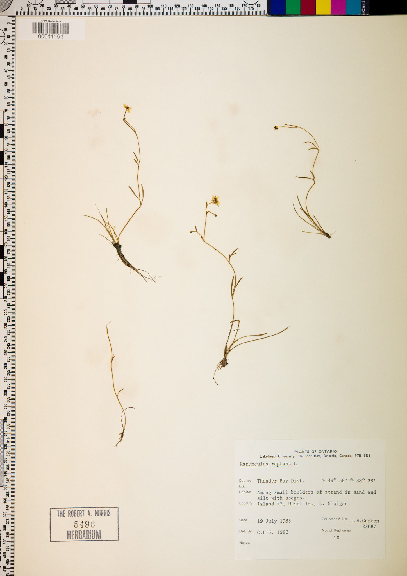 Ranunculus reptans image