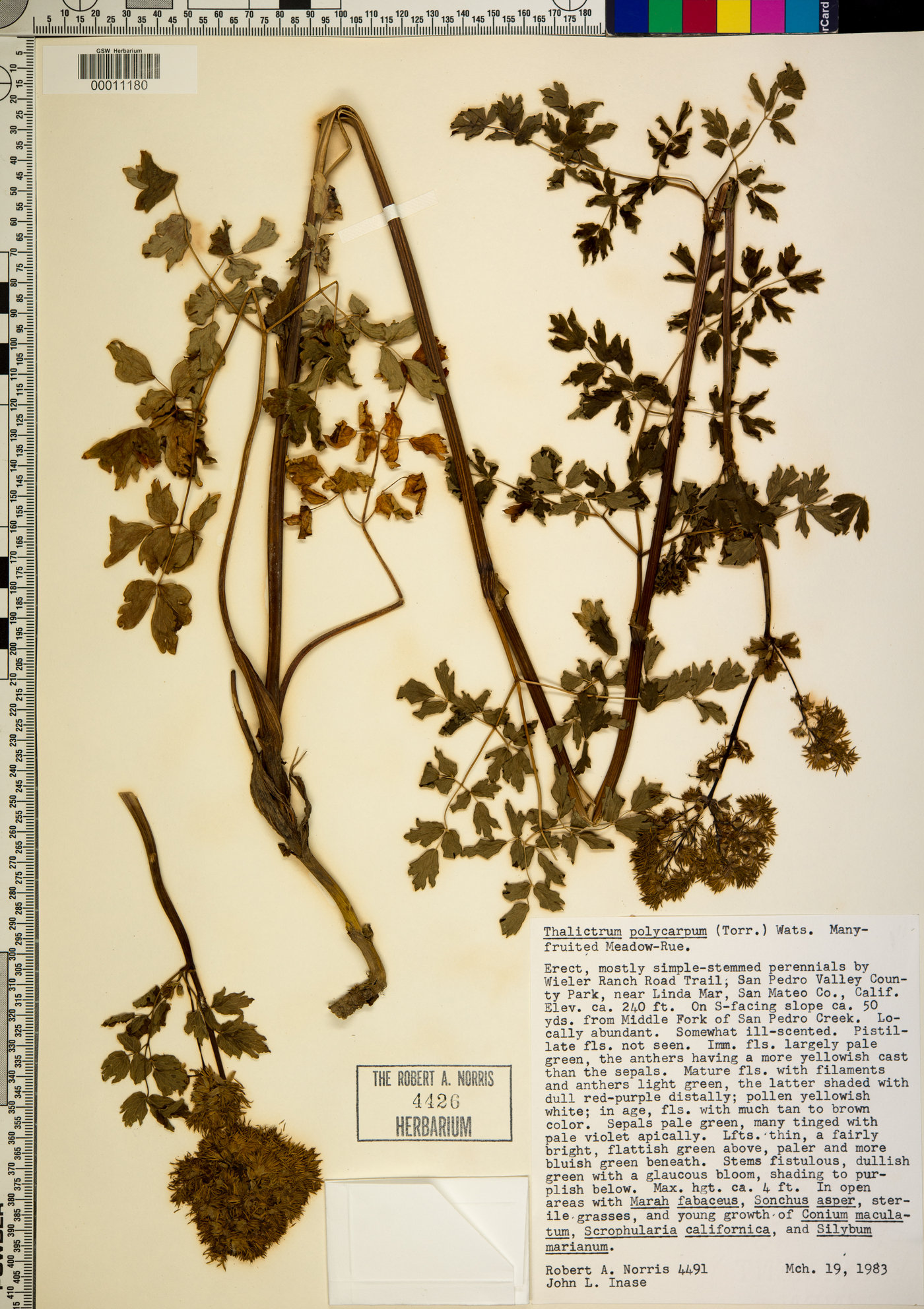 Thalictrum polycarpum image