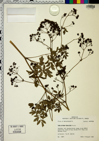 Thalictrum pubescens image