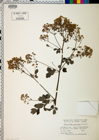 Thalictrum pubescens image