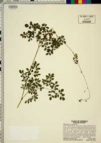 Thalictrum amphibolum image