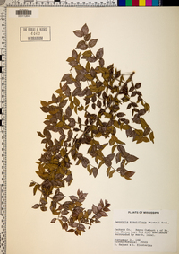 Sageretia minutiflora image