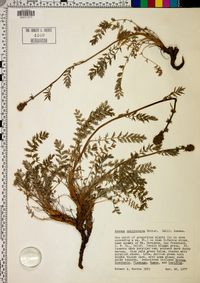 Acaena californica image