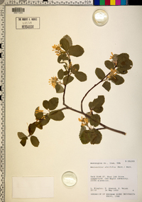 Amelanchier alnifolia image