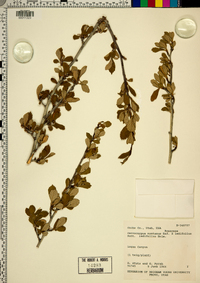 Cercocarpus montanus x ledifolius image