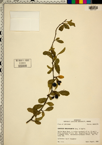 Crataegus brachyacantha image