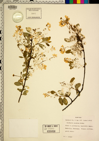 Exochorda racemosa image