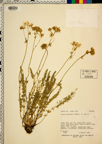 Ivesia gordonii image