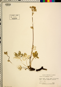 Potentilla gracilis image