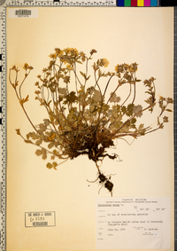 Potentilla nivea image