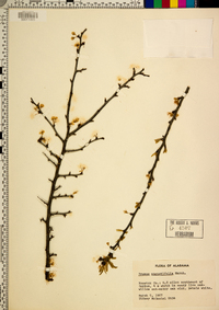 Prunus angustifolia image