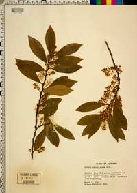 Prunus caroliniana image