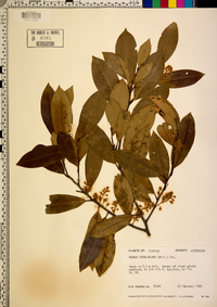 Prunus caroliniana image