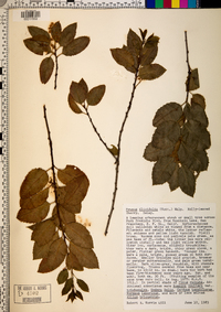 Prunus ilicifolia image