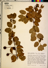 Prunus ilicifolia image