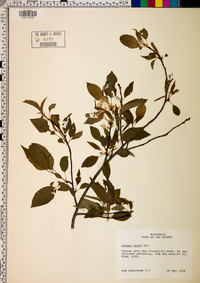 Prunus nigra image