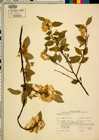 Prunus pensylvanica image