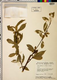 Prunus persica image