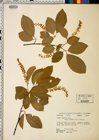 Prunus serotina subsp. hirsuta image