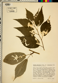 Prunus serrulata image