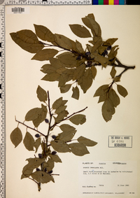 Prunus umbellata image