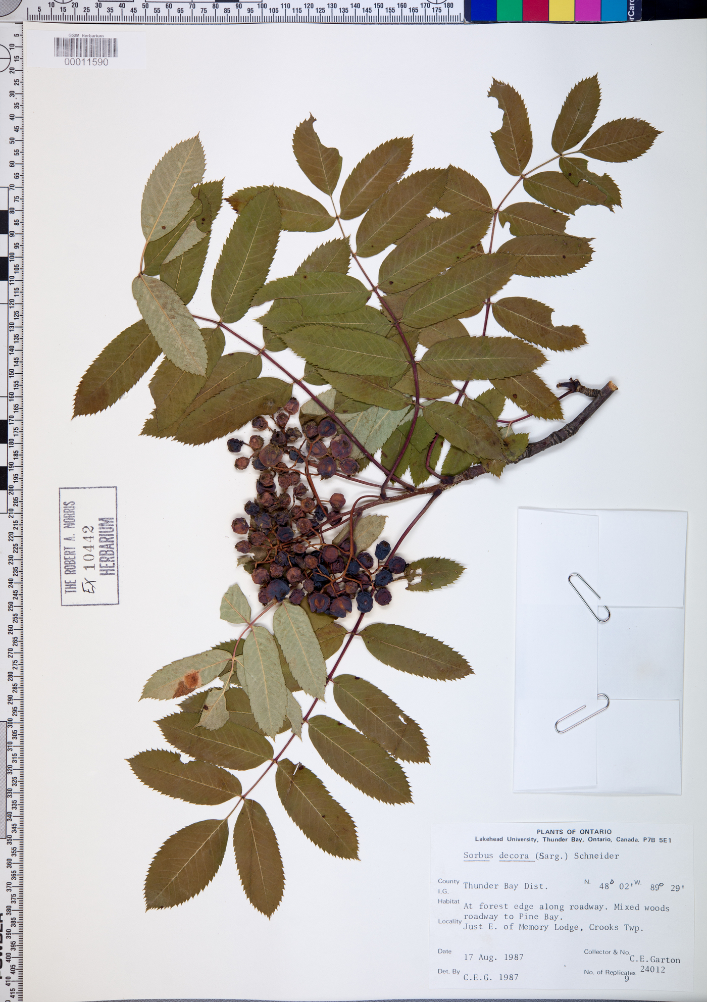 Sorbus decora image