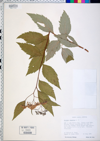 Spiraea japonica image