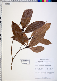 Media resource of Dichilanthe zeylanica