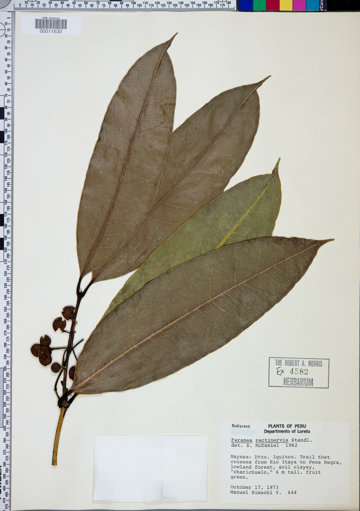 Faramea torquata image