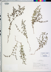 Galium hispidulum image