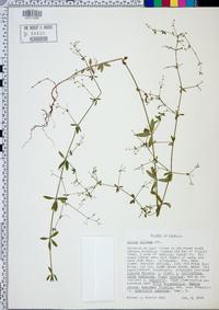 Galium pilosum image