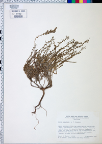 Galium wigginsii image