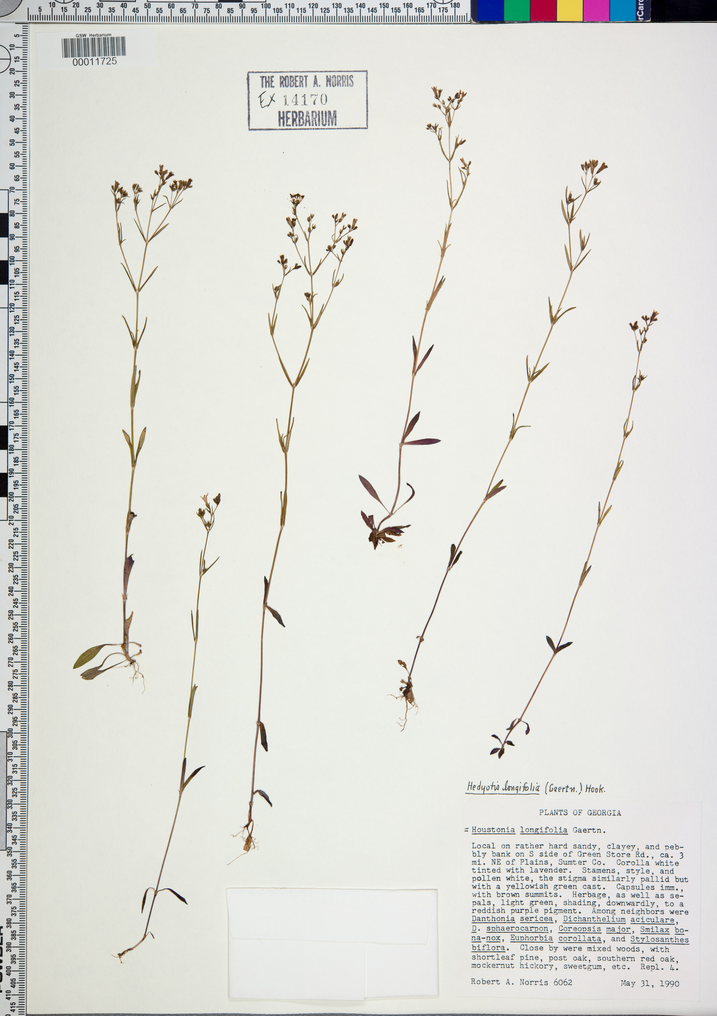Hedyotis longifolia image