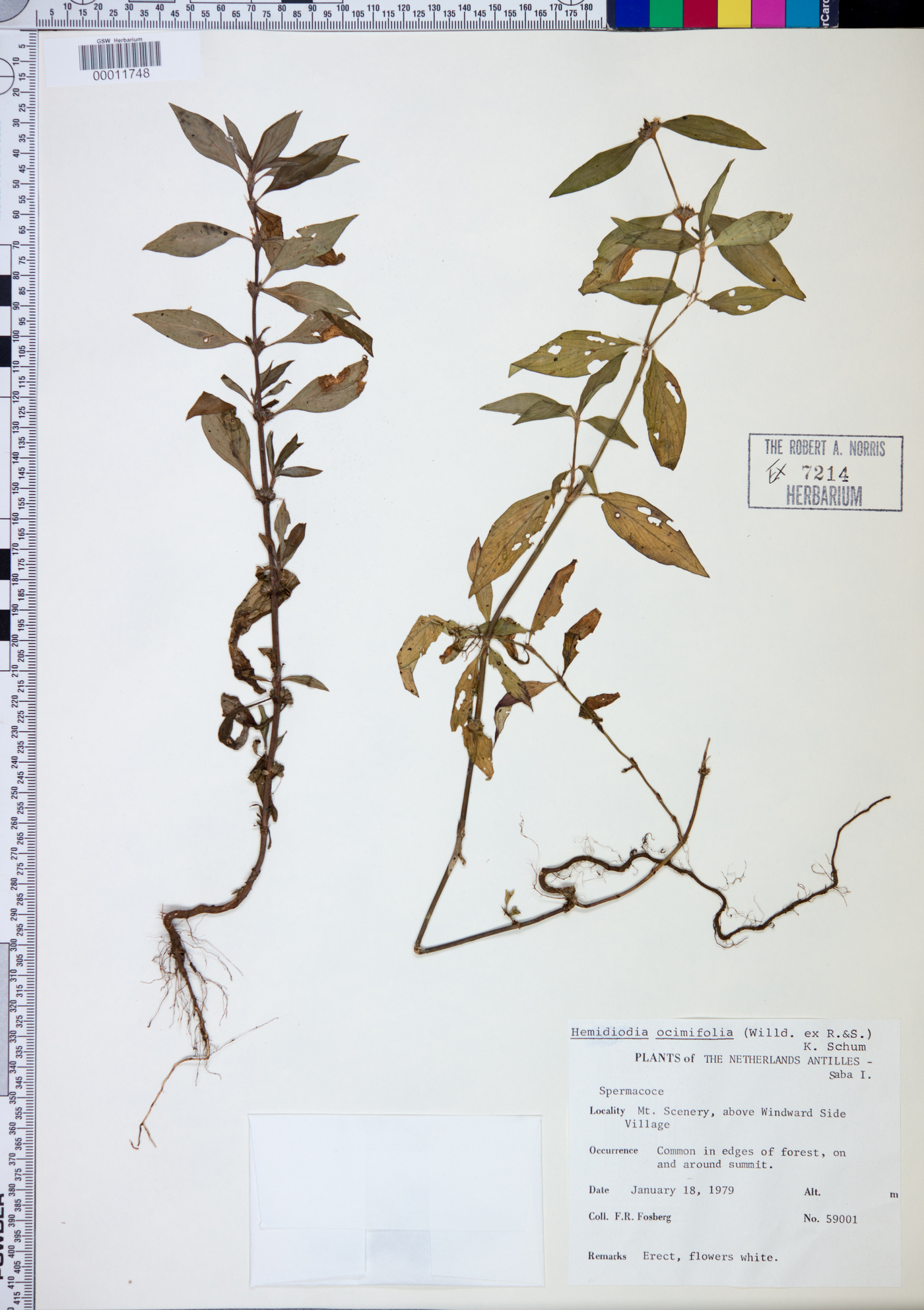 Hemidiodia ocymifolia image