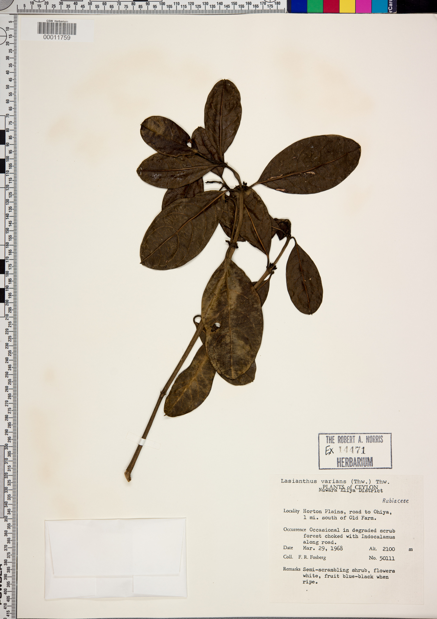 Lasianthus varians image