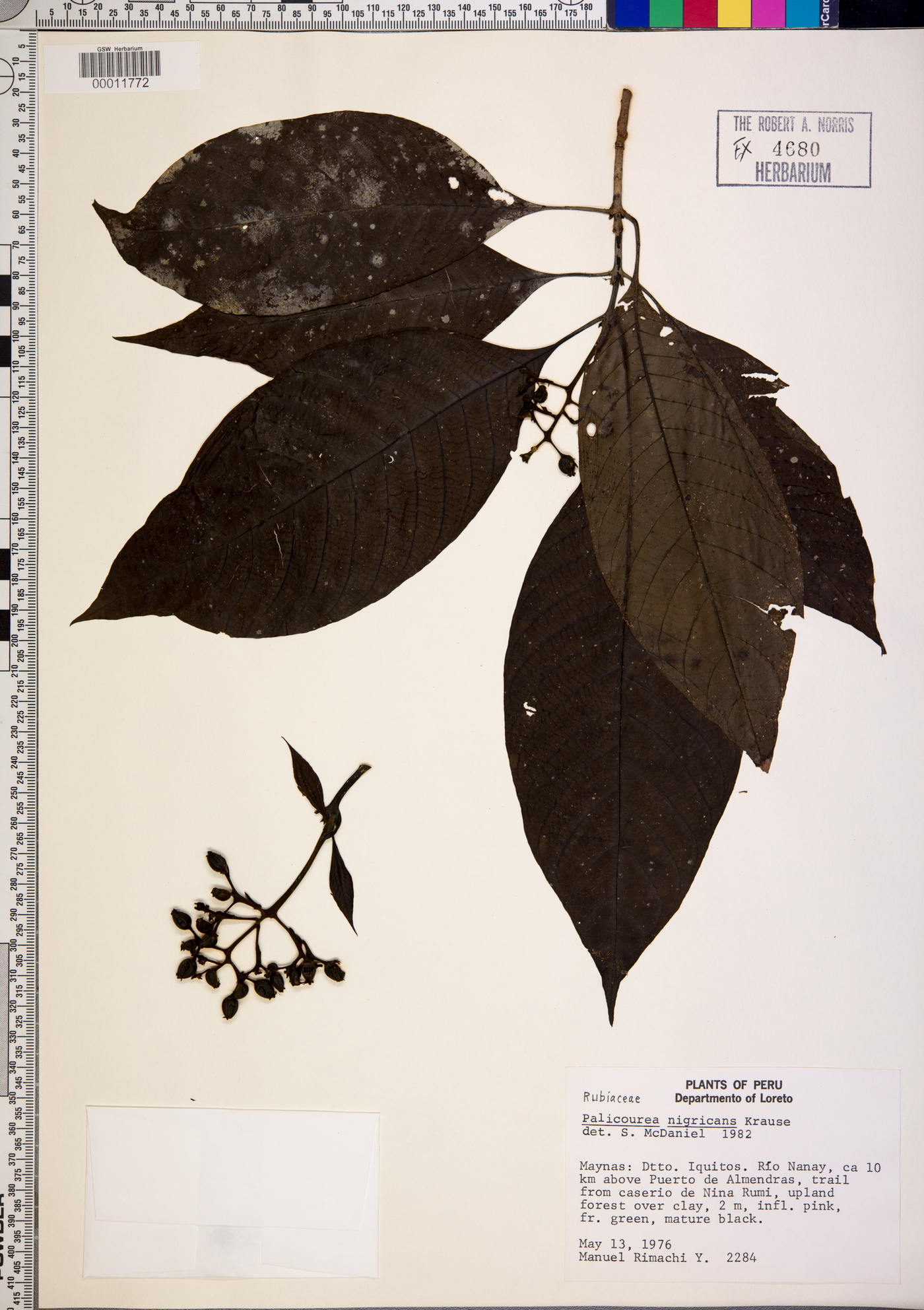 Palicourea nigricans image