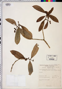 Psychotria nigra image