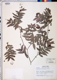 Psychotria tenuicaulis image