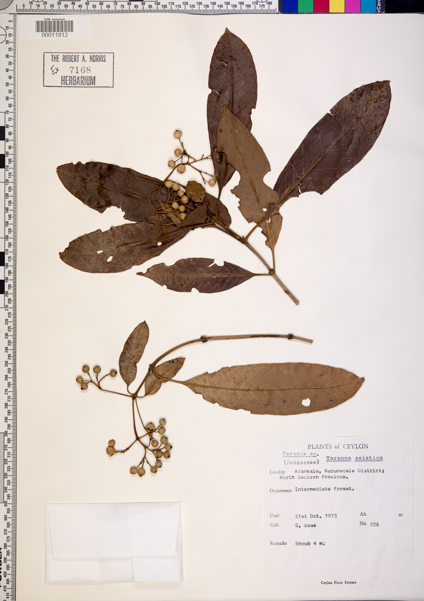 Tarenna asiatica image