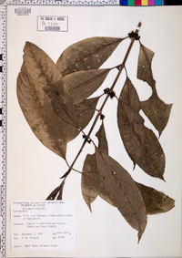 Media resource of Urophyllum ellipticum