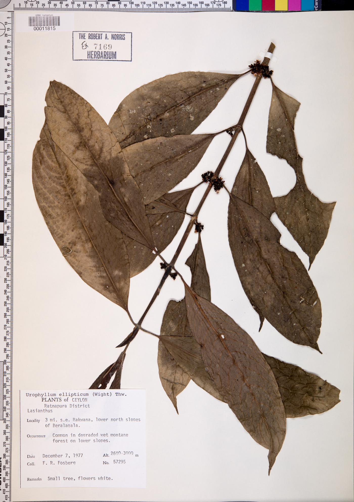 Urophyllum ellipticum image