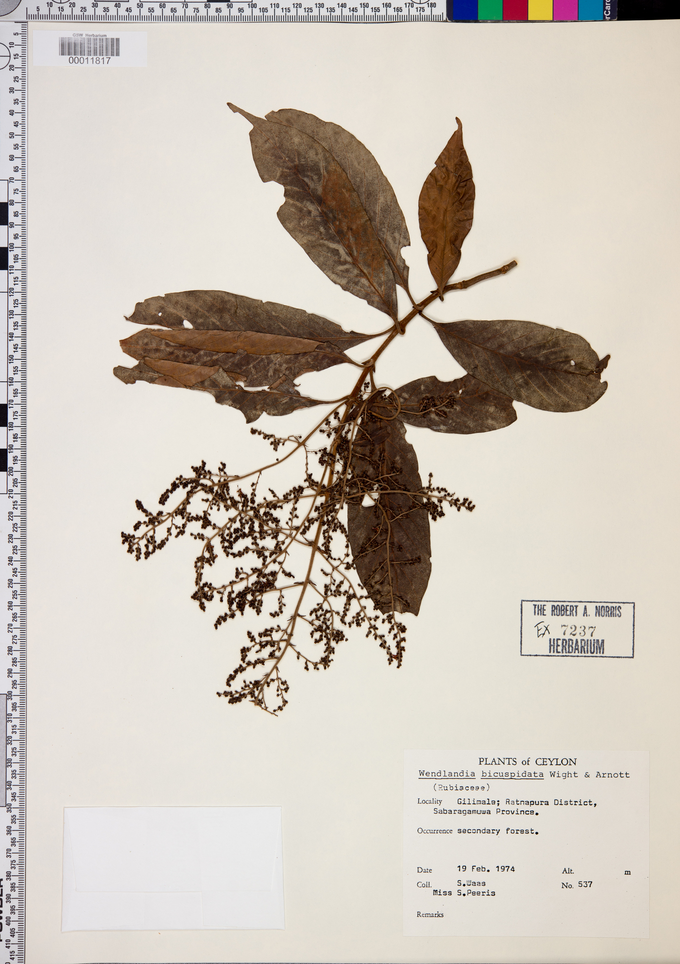 Wendlandia bicuspidata image