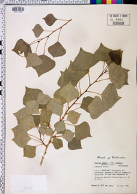 Populus nigra image