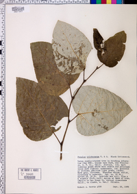 Populus trichocarpa image