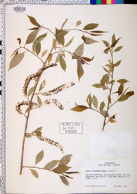 Salix amygdaloides image