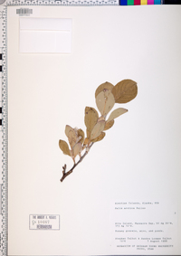 Salix arctica image