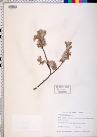 Salix brachycarpa image