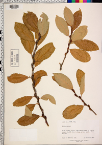 Salix caprea image